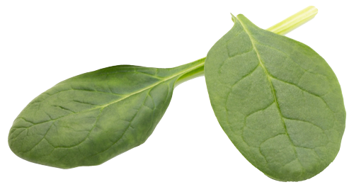 Nutrióloga en CDMX / Dos hojas de espinaca frescas con tallos cortos y color verde vibrante, consulta nutricional.