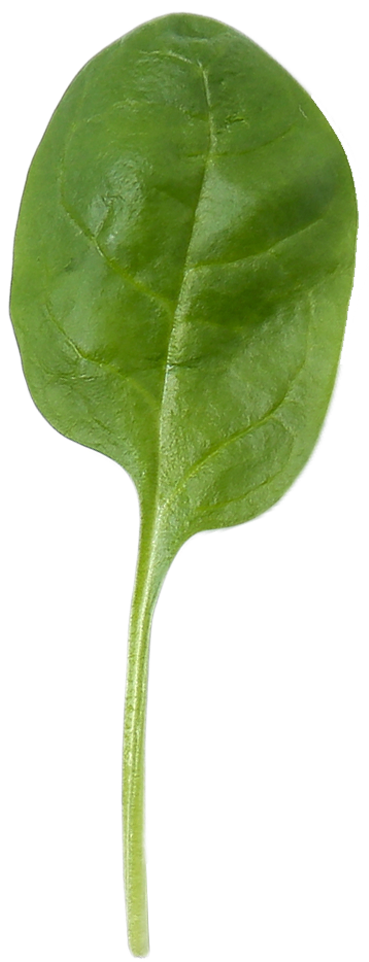 Hoja de espinaca fresca con tallo largo y color verde intenso.