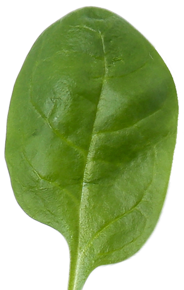 Hoja de espinaca fresca con textura detallada y color verde vibrante.